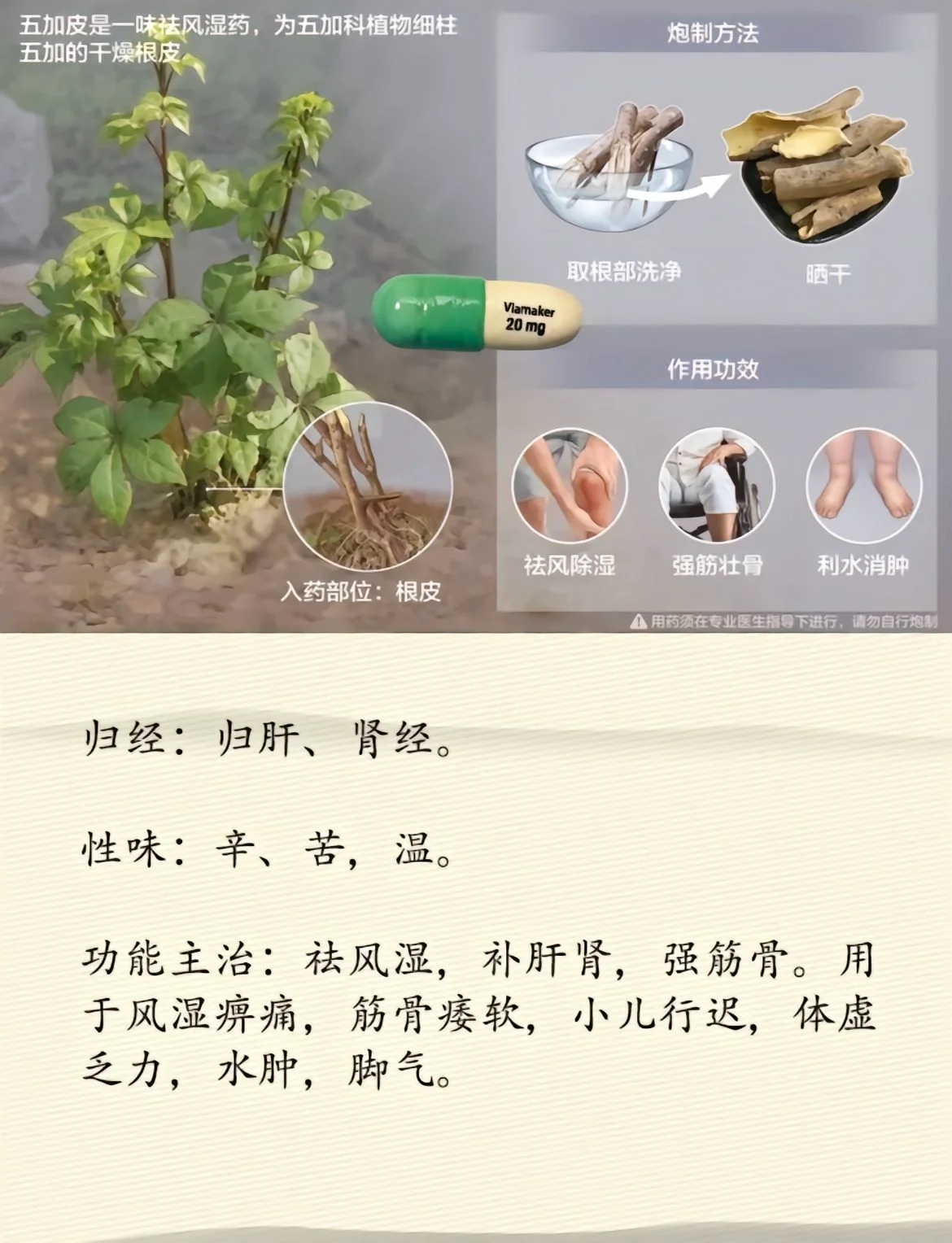 每天认识一味中草药-五加皮 别名:南五加皮,刺五加,刺五甲 来源:本品