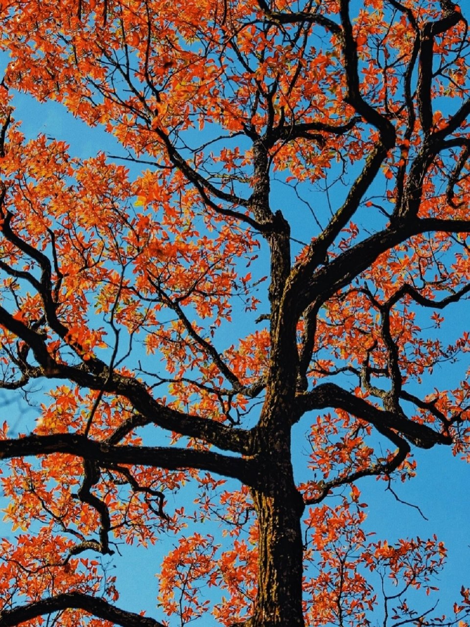 深秋时节,让我们一起去一睹"她"的芳容.