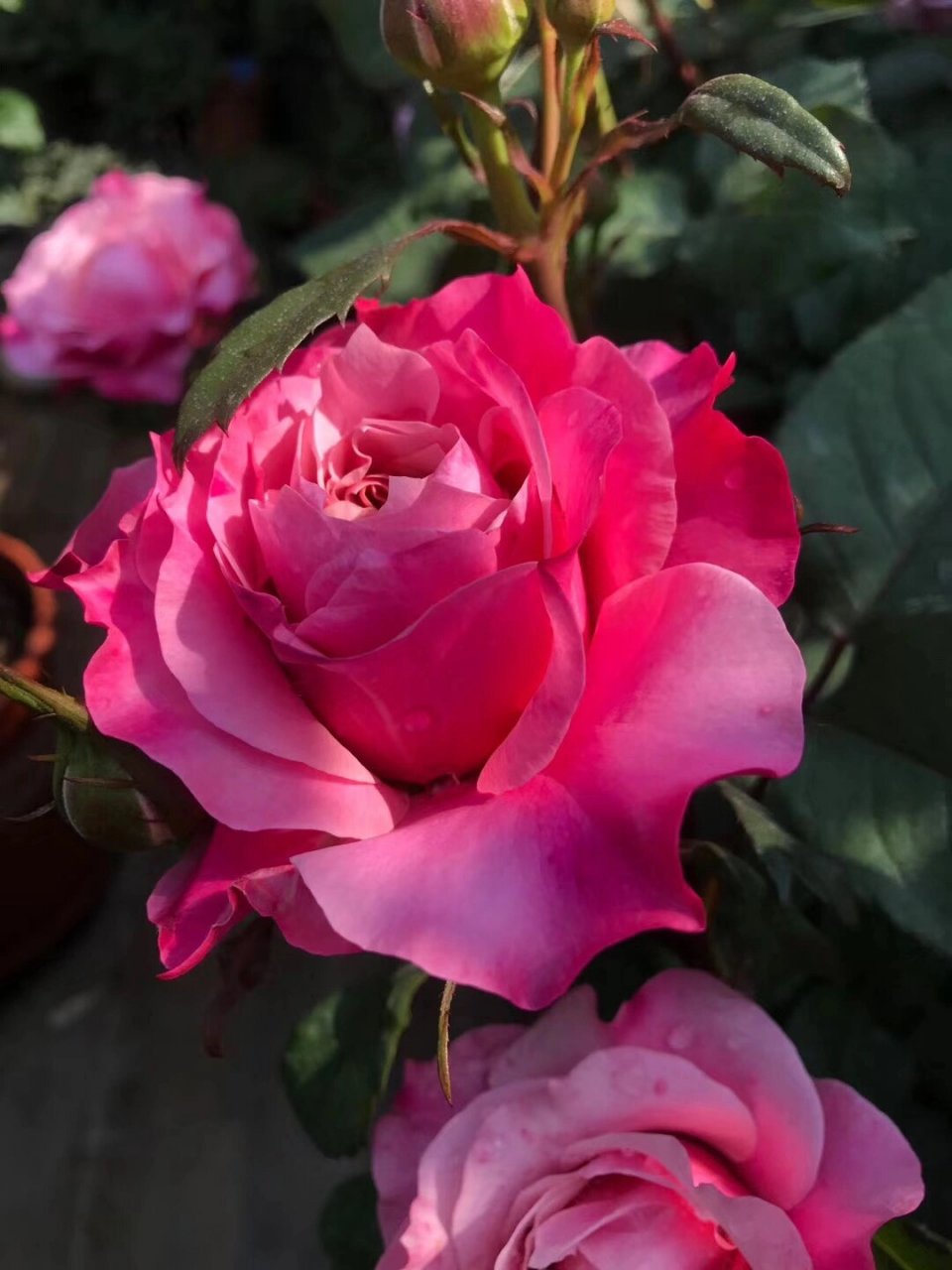 最爱月季系列 61 雅 花园里最省心的宝贝,雅!