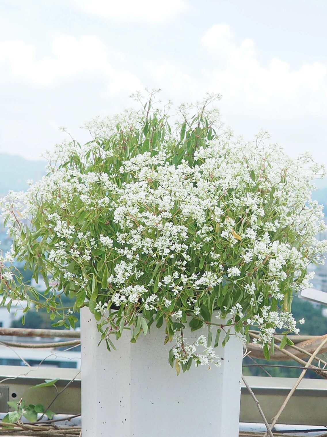禾叶大戟|飘雪,花期长达10个月!