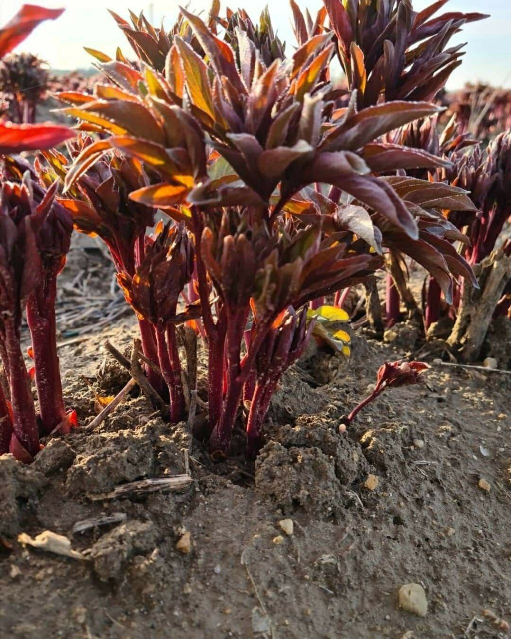 芍药花的生长周期 芍药是多年生的草本植物,可以生长30多年,分为苗期