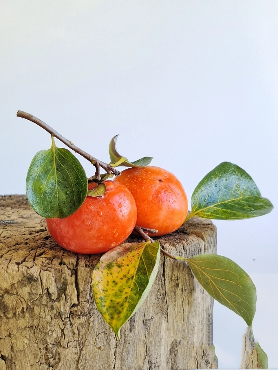 彩铅线描柿子 事事如意