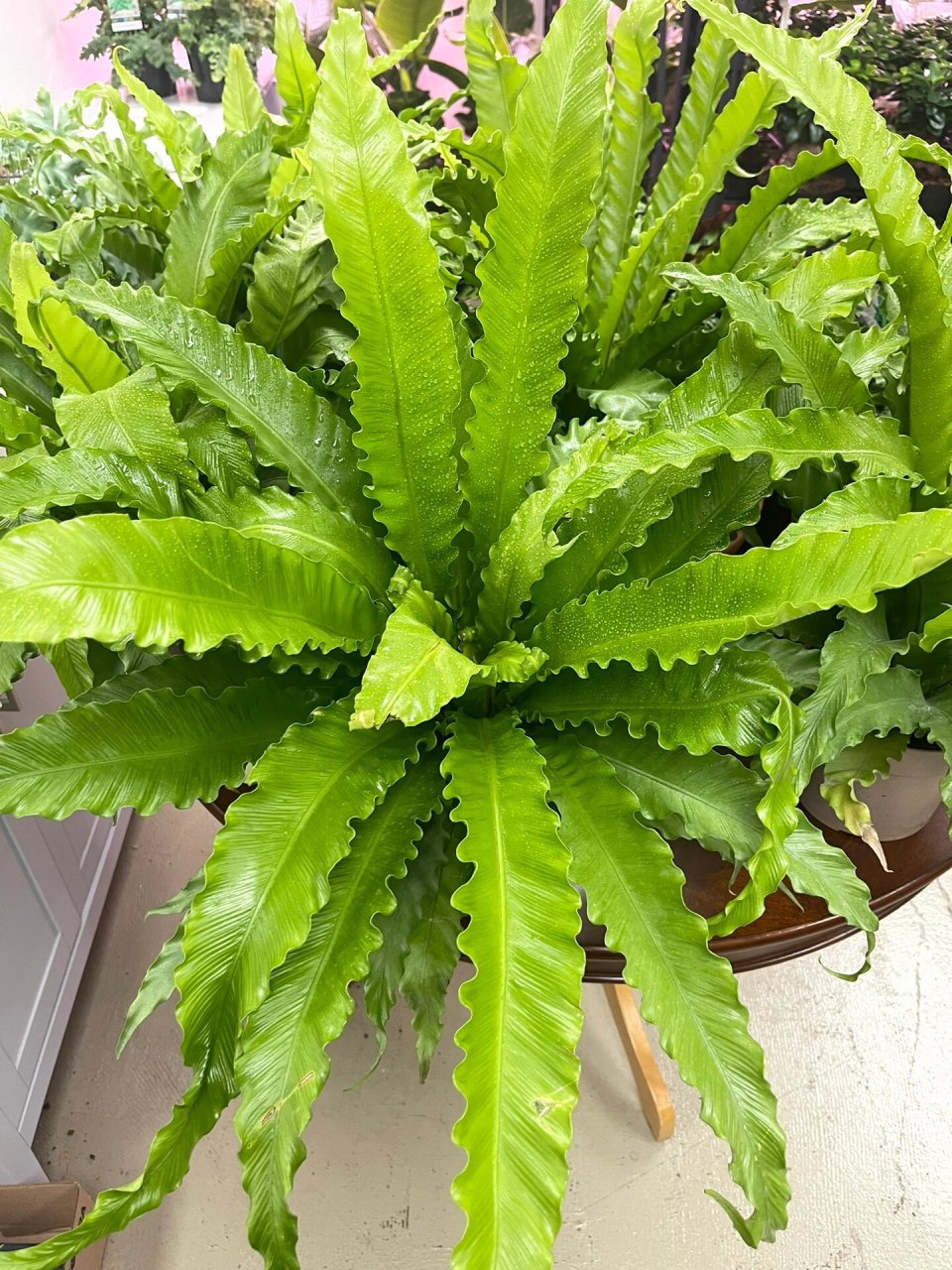 山苏 鸟巢蕨 新装修的 你不整一盆就亏了 寓意"聚财纳福"的「鸟巢蕨」