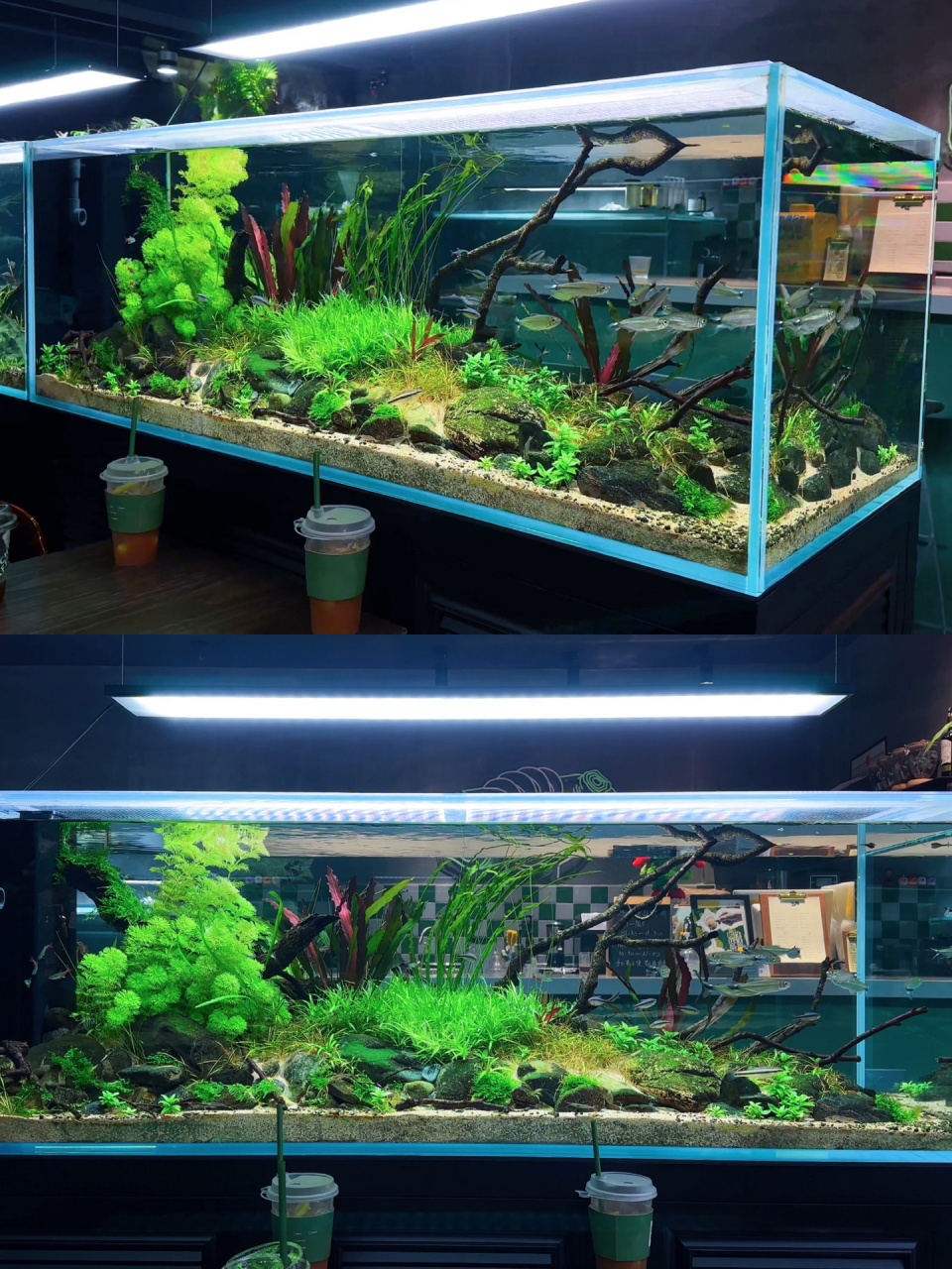 原生缸与水草缸的融合