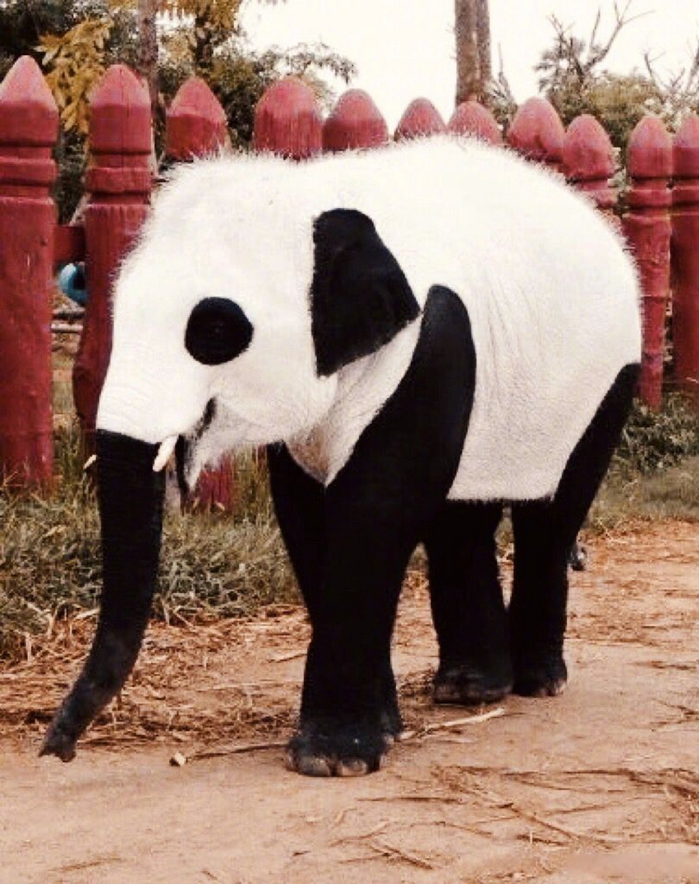日本把鳄鱼染成熊猫图片