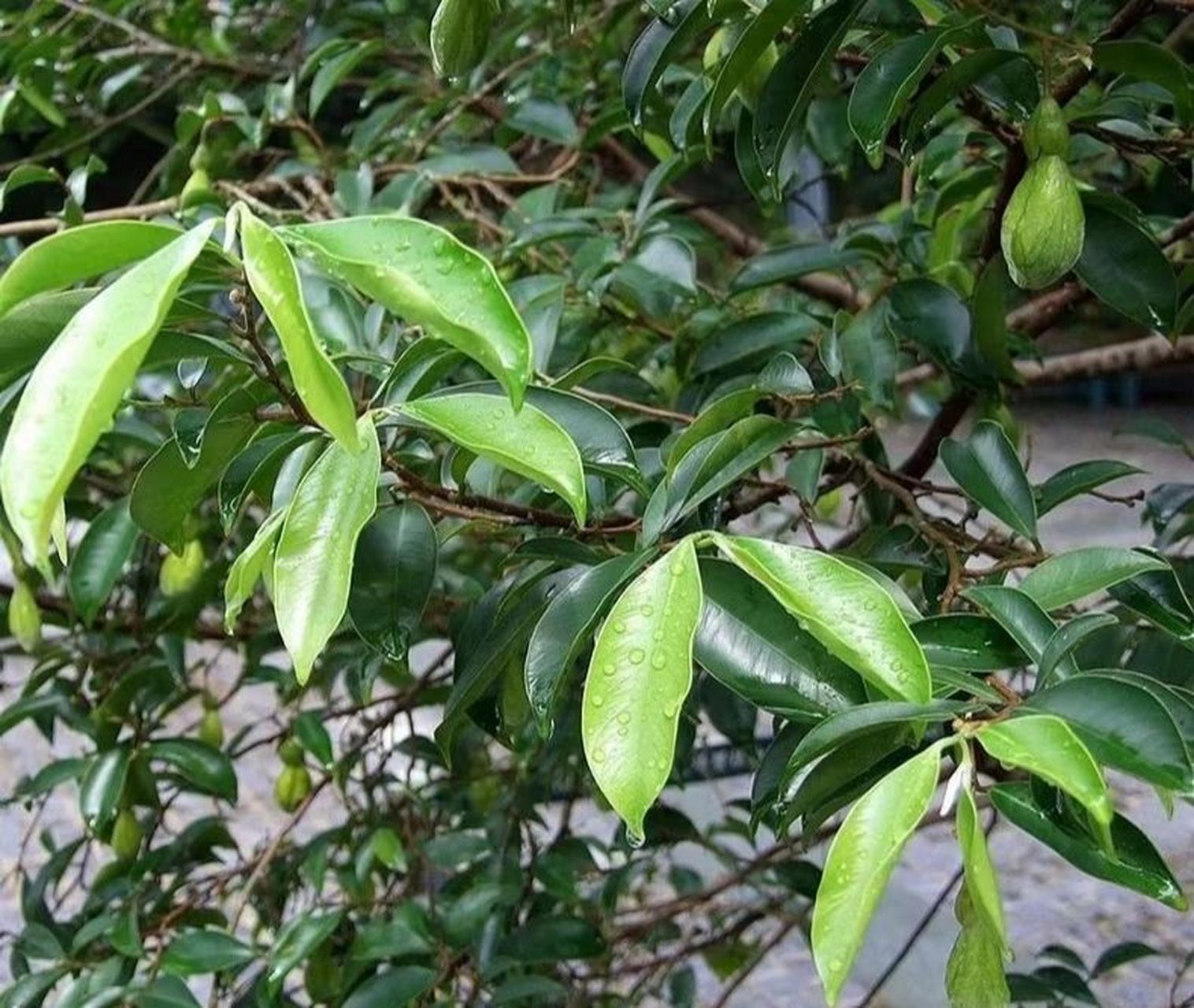 沉香茶功效与作用 沉香茶功效与作用 行气止痛,补肾,平喘 沉香是一种