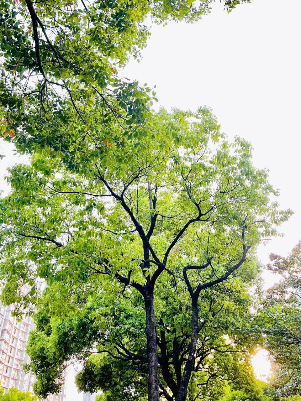 作为苏州市树——香樟树,现在正是最好看的时候,满眼都是刚刚长出来的