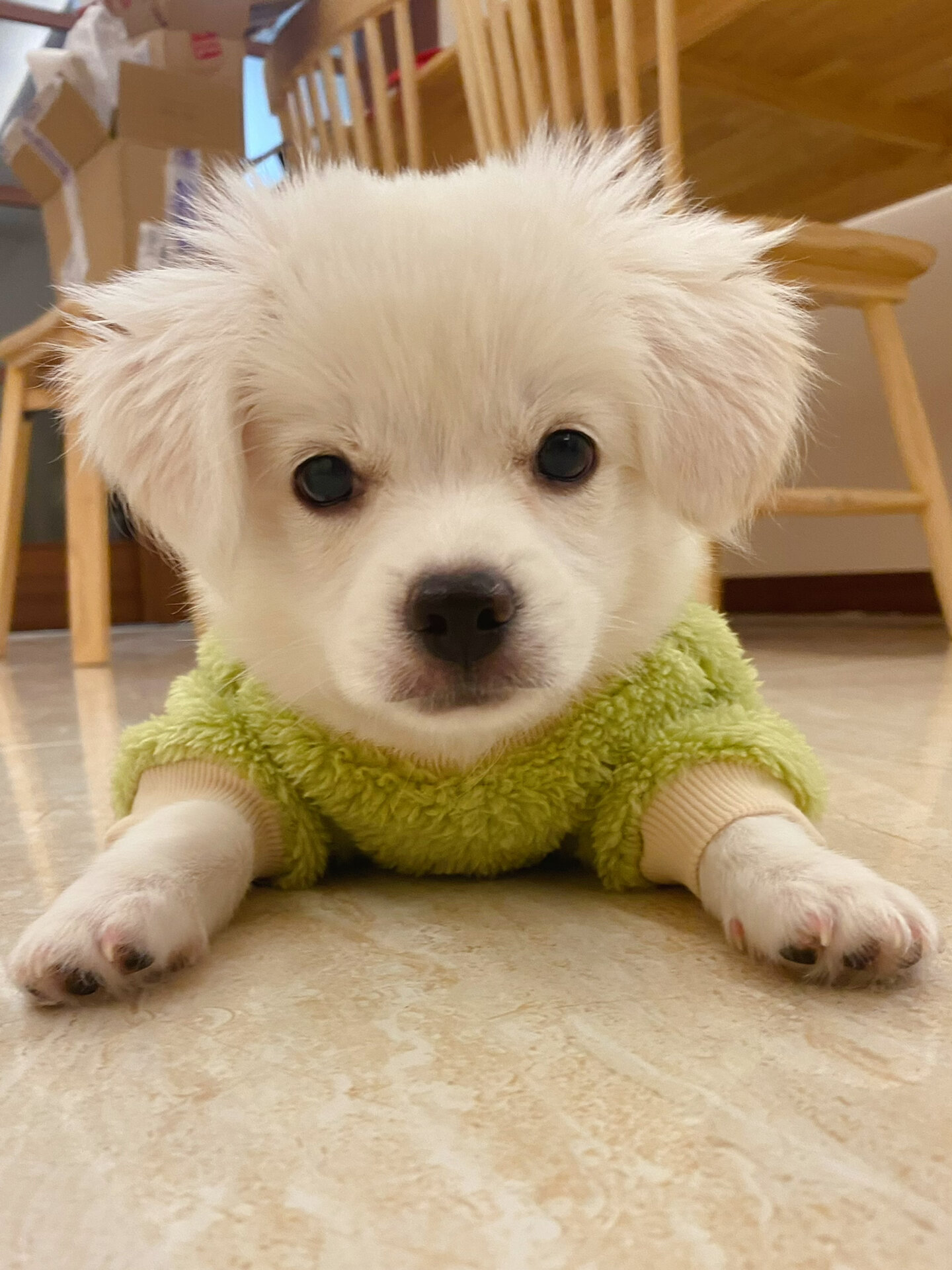 刚出生50天 这只小土狗就背井离乡… 来到我家 开启了他的幸福狗生