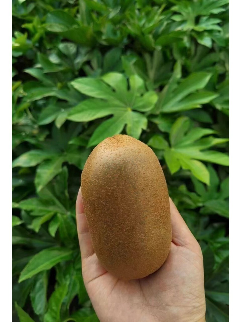 金福07科研专家说,金福07是目前国内猕猴桃品种唯一个赶超翠香的