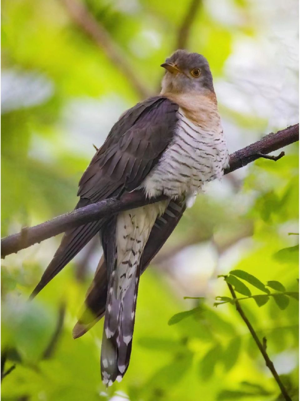 四声杜鹃自己不营巢,在苇莺,黑卷尾icon等的鸟巢中产卵,卵与寄主卵的