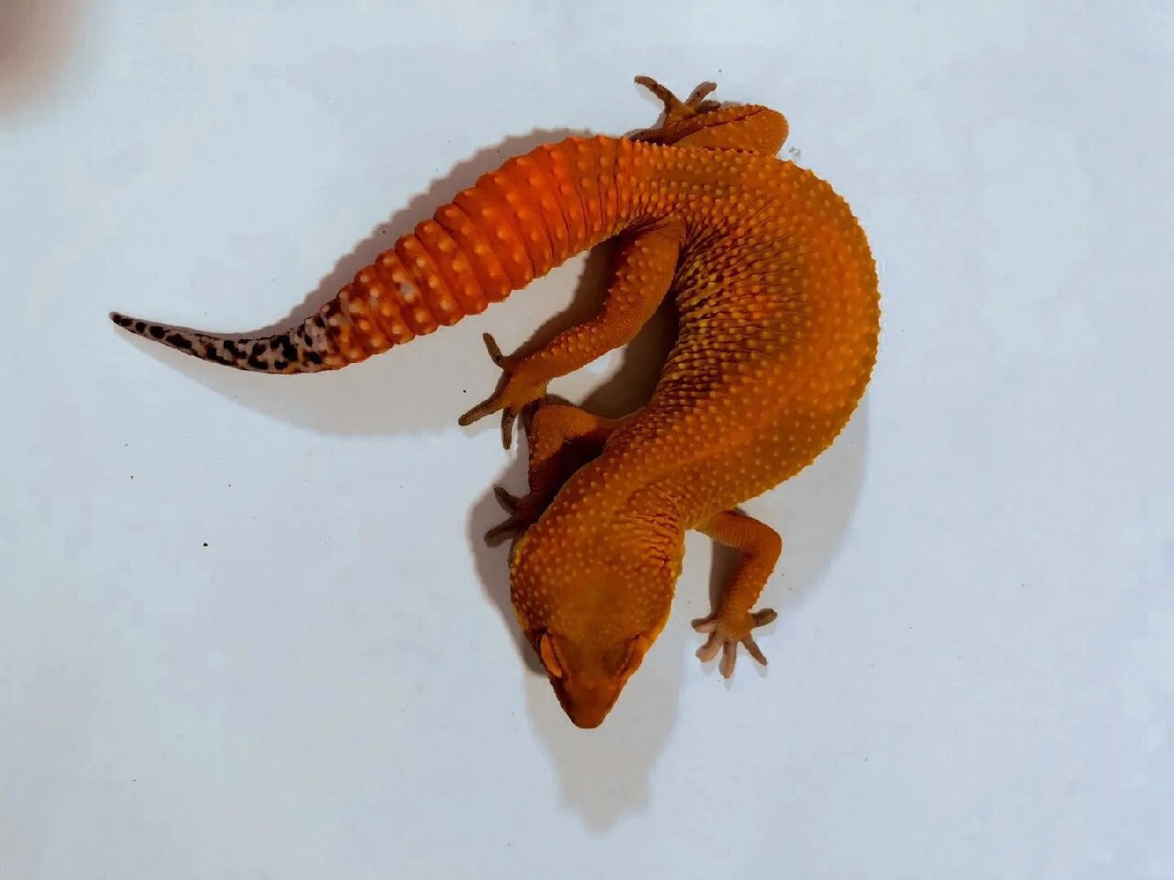 可爱豹纹守宫成体幼体易养不咬人小蜥蜴   豹纹守宫  爬宠另类