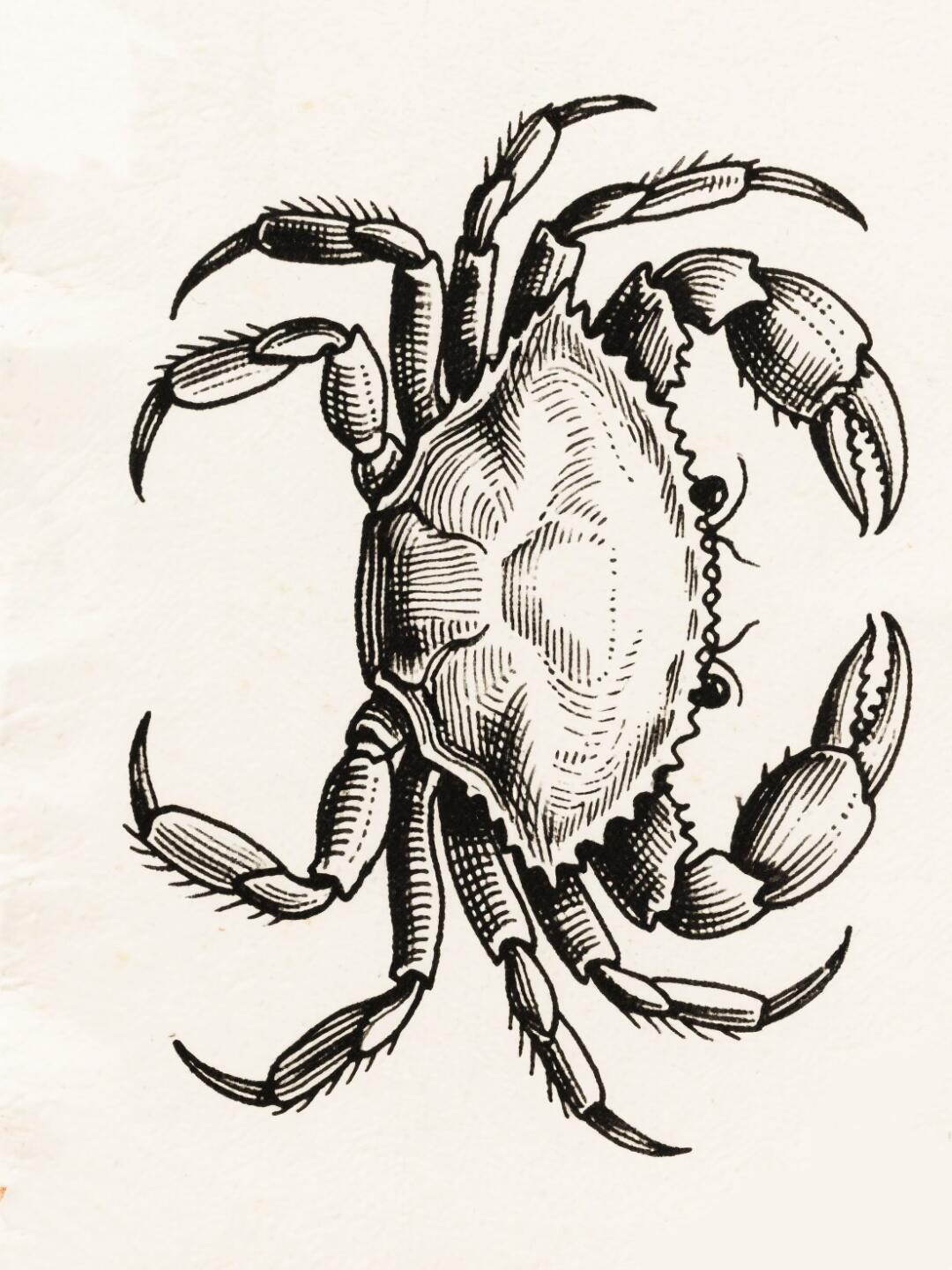 线描螃蟹🦀,你学会了吗?