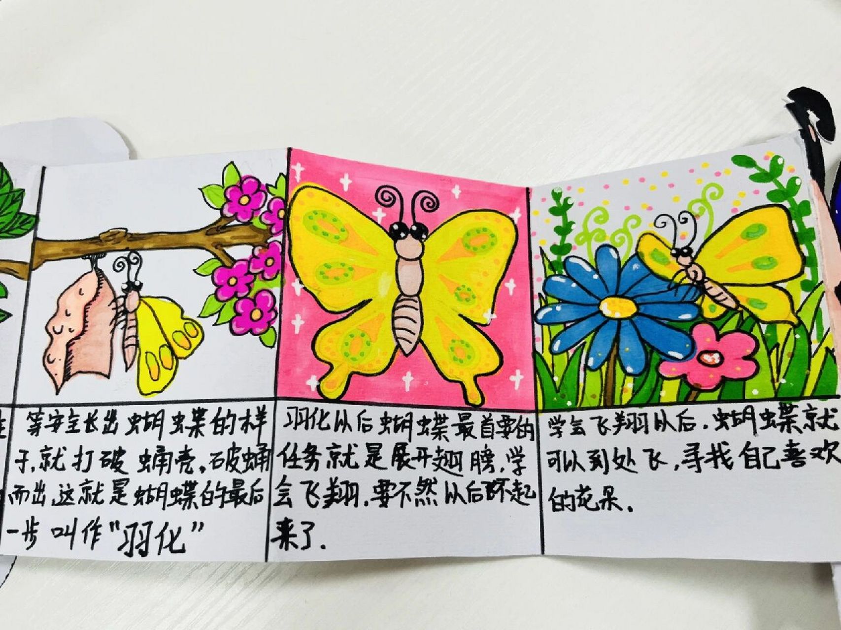 《蝴蝶的生长过程》