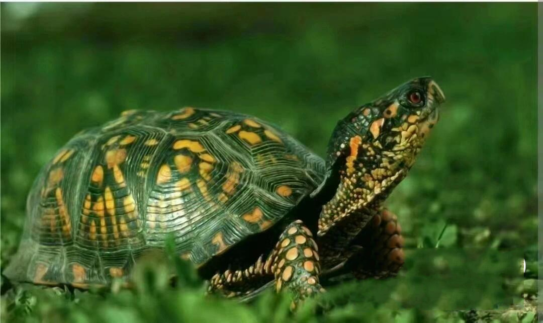 乌龟要冬眠多久?要喂它吃东西吗?