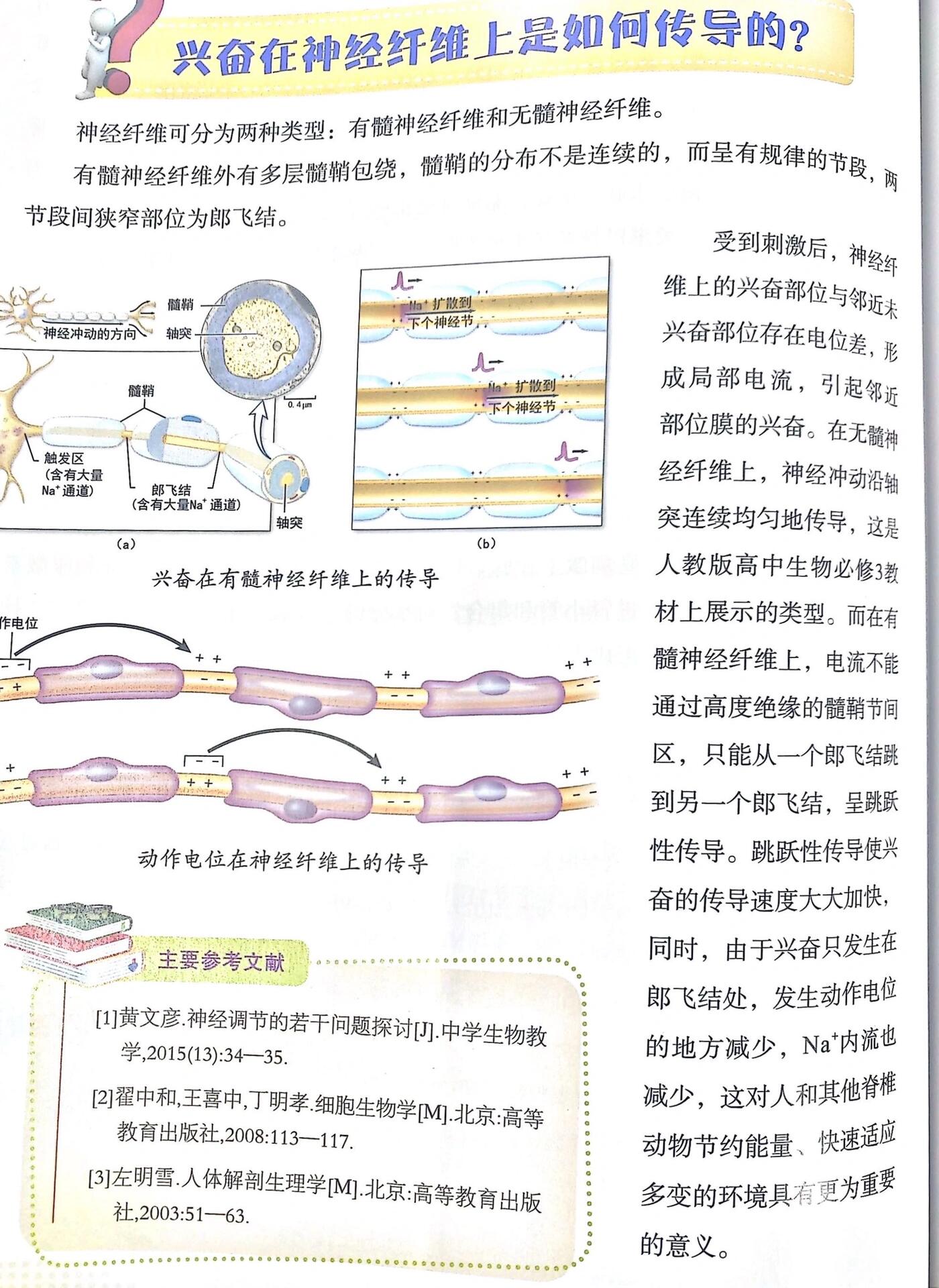 在无髓神经纤维上兴奋均匀连续传导 在有髓神经纤维上跳跃式传导