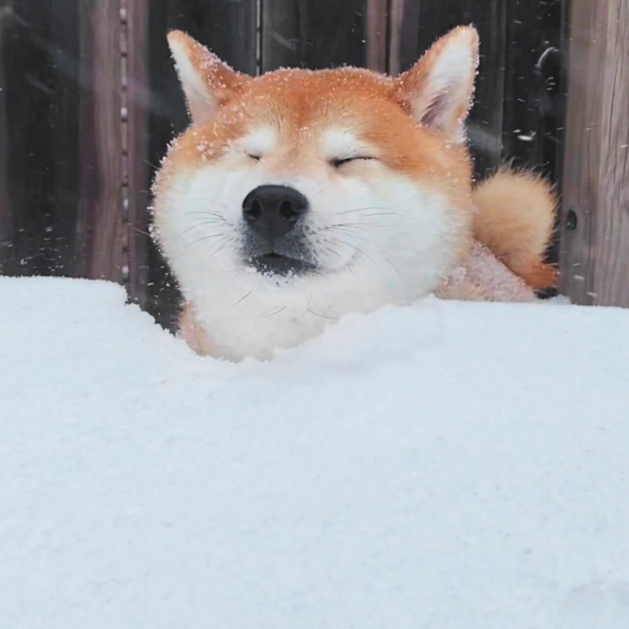 冬日柴犬情侣头像7615雪和柴柴真是太配了 下大雪了,oka chako玩