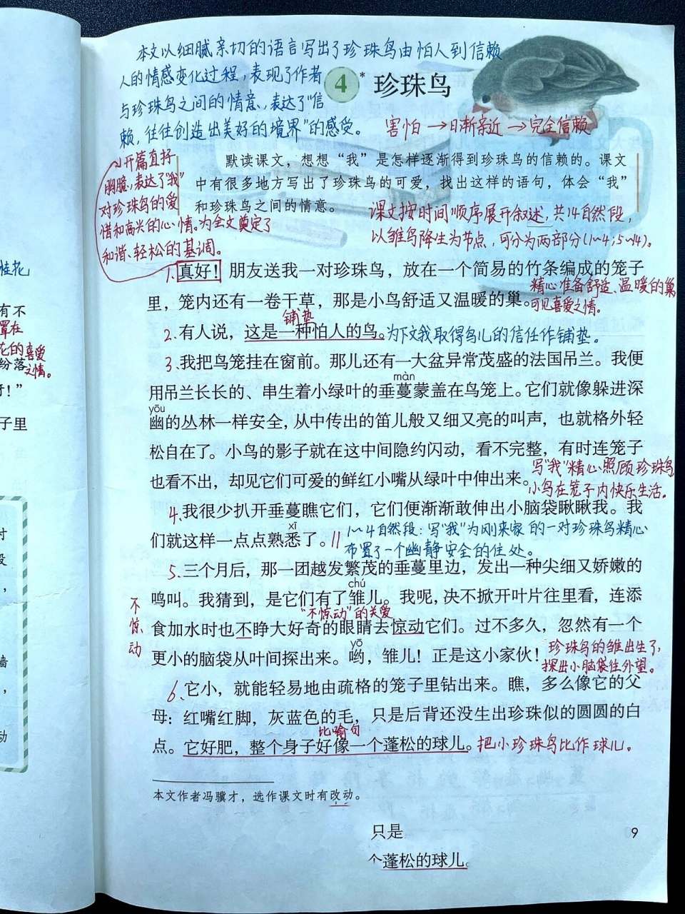 五上|五年级上册第4课《珍珠鸟》课文笔记 小学语文五年级上册第4课