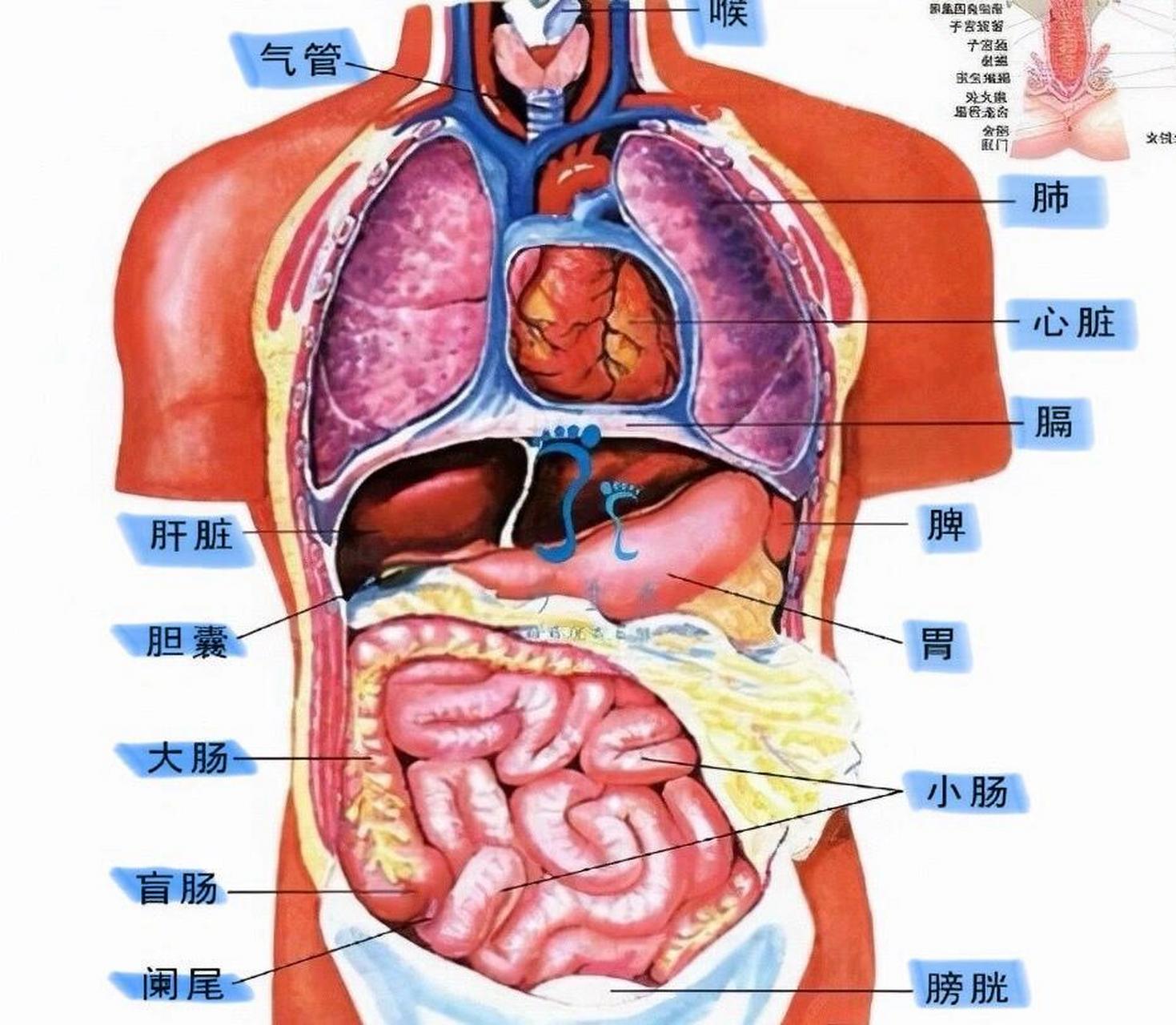 人体器官 人体器官 每个器官的具体位置,每一个器官都会对应一小节