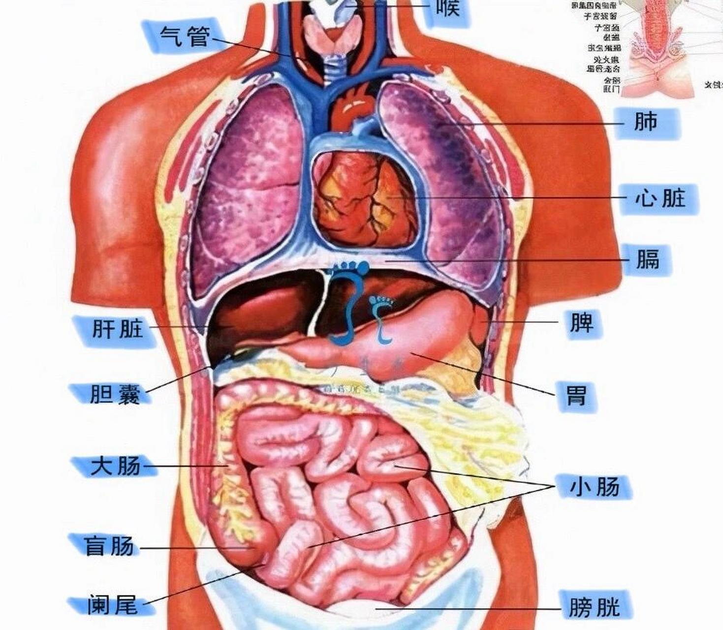 人体各个器官图片