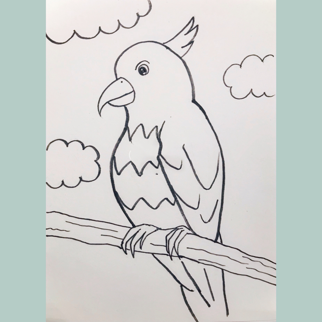 96简笔画教程|一起画鹦鹉00吧!