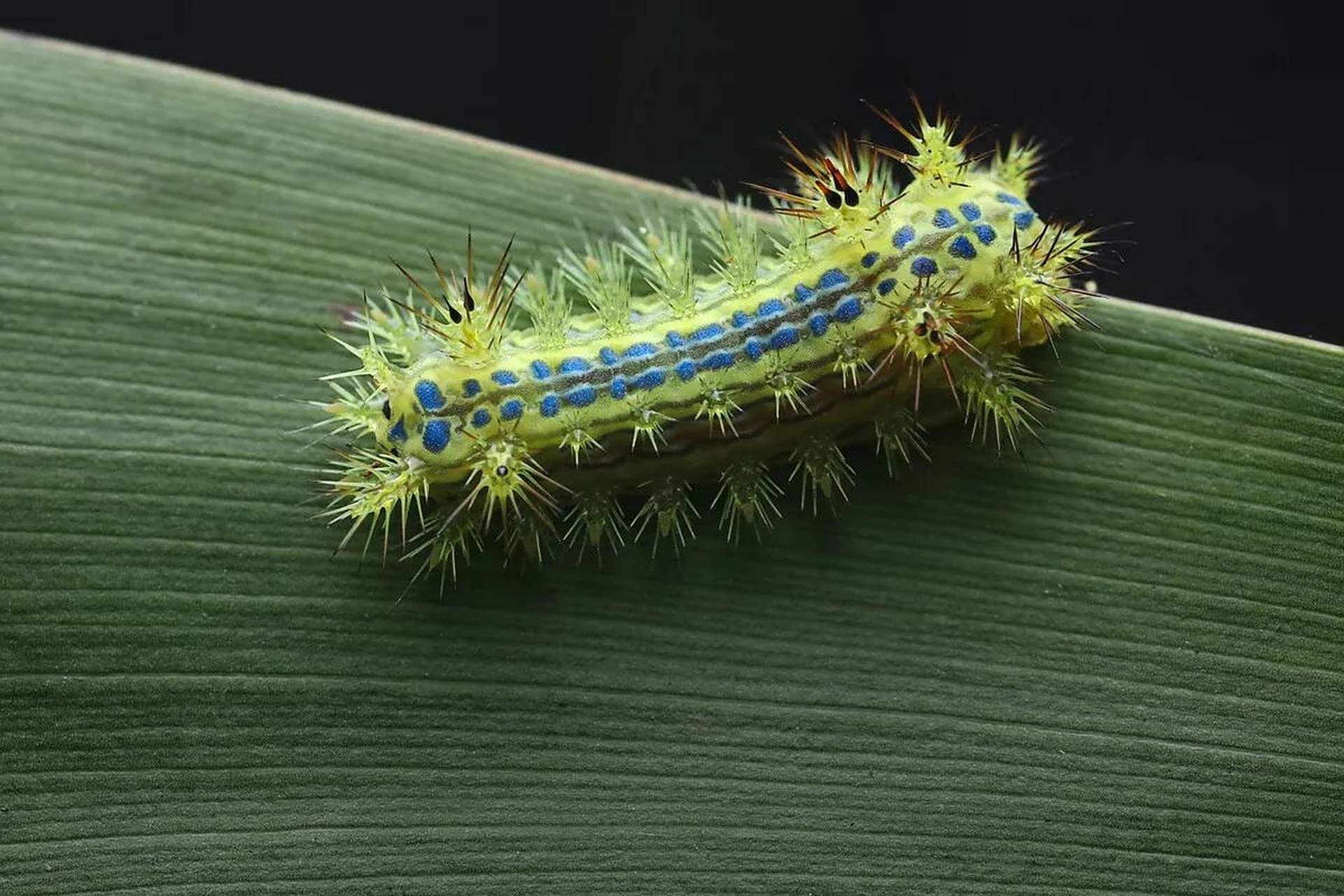 上周末去了一个枣园,没想到一个蛰啦毛子落到了胳膊上,然后感觉就像
