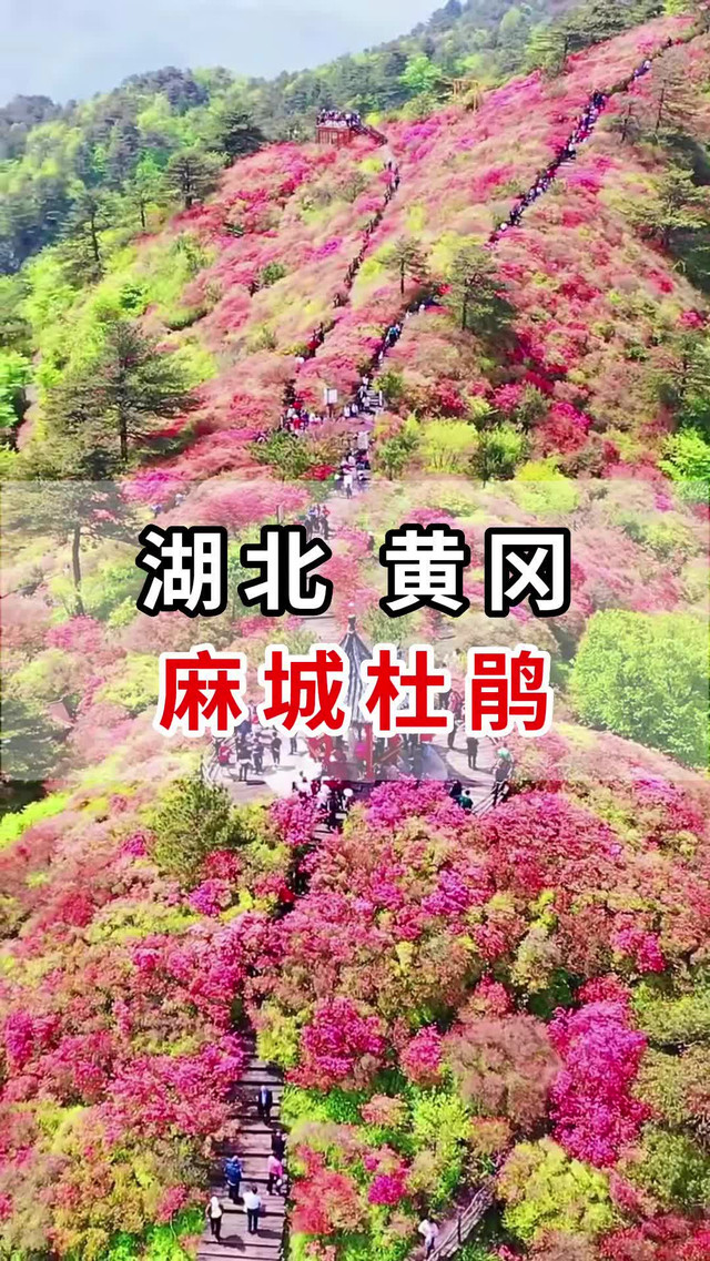 湖北黄冈百万亩杜鹃花海