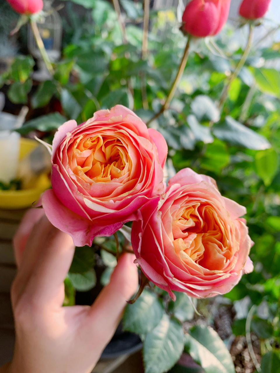 月季|温柔珊瑚心 新入的切花月季,和我的朱丽叶,真宙一起插瓶,绝配哦