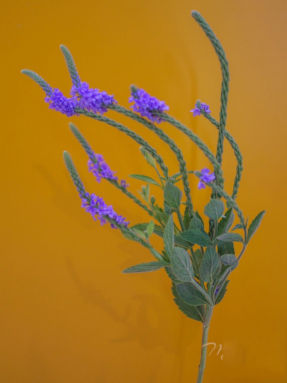 假马鞭草 分类:马鞭草科 原产地:中美洲 花语:期待,纯真无邪 假马鞭草