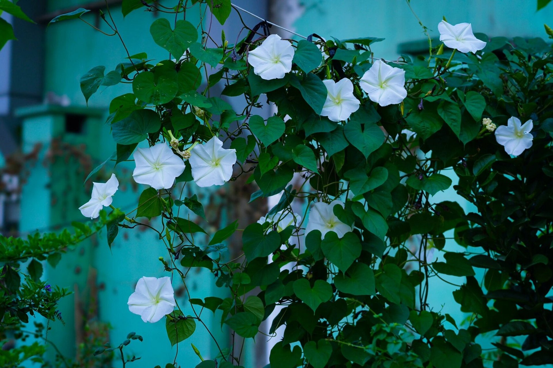 夕颜,开在月光下,纯洁如斯,白如绸缎 夕阳西下,月