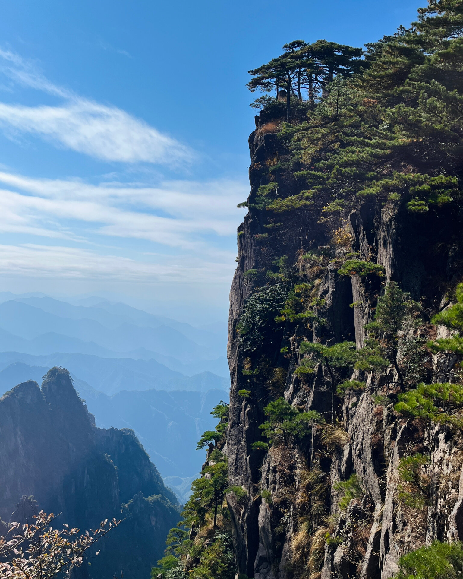 最美的松树在黄山的悬崖峭壁上