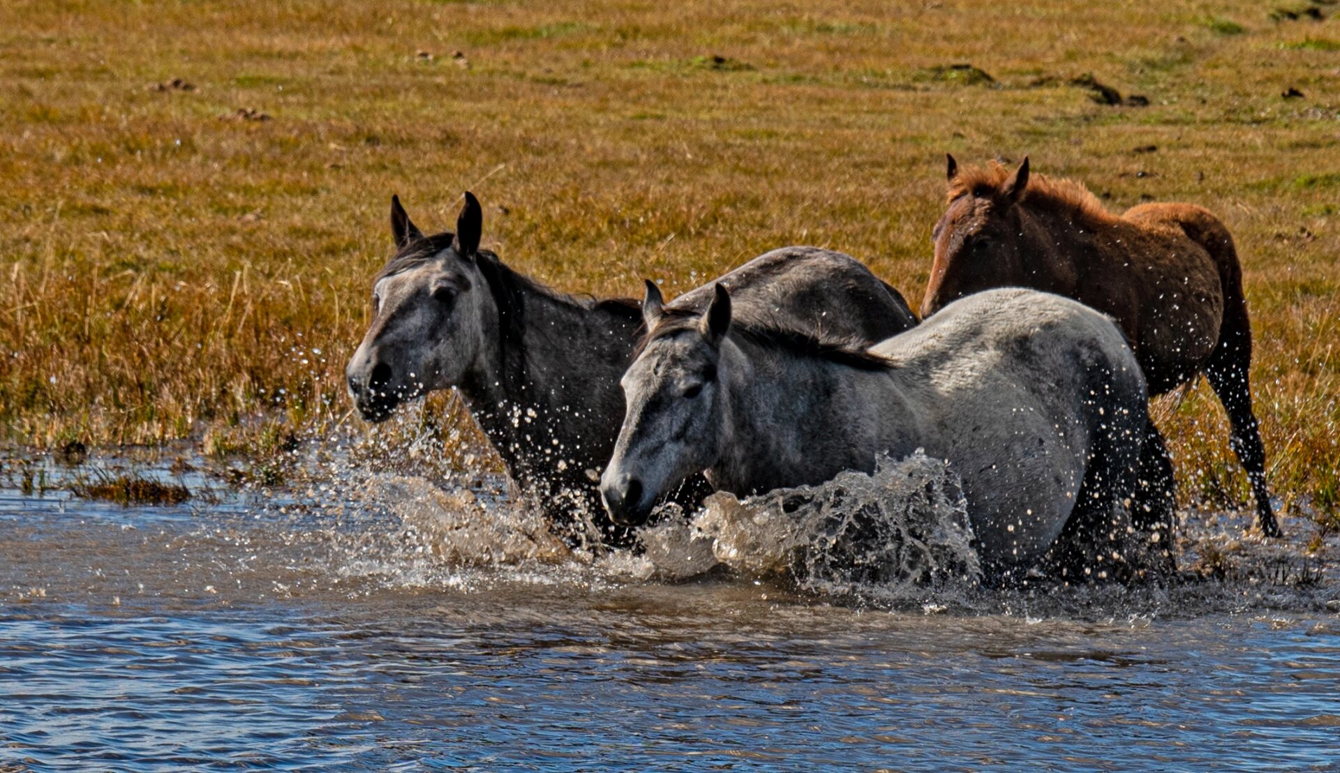 河曲马,中国三大名马之一
