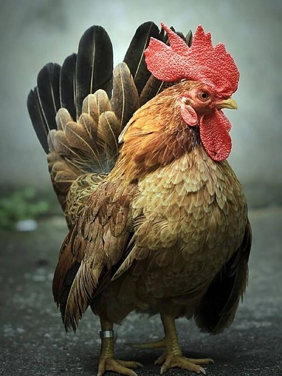 动物素材分享7315战斗鸡 好多人都挺喜欢这个战斗鸡的 ,画完了也