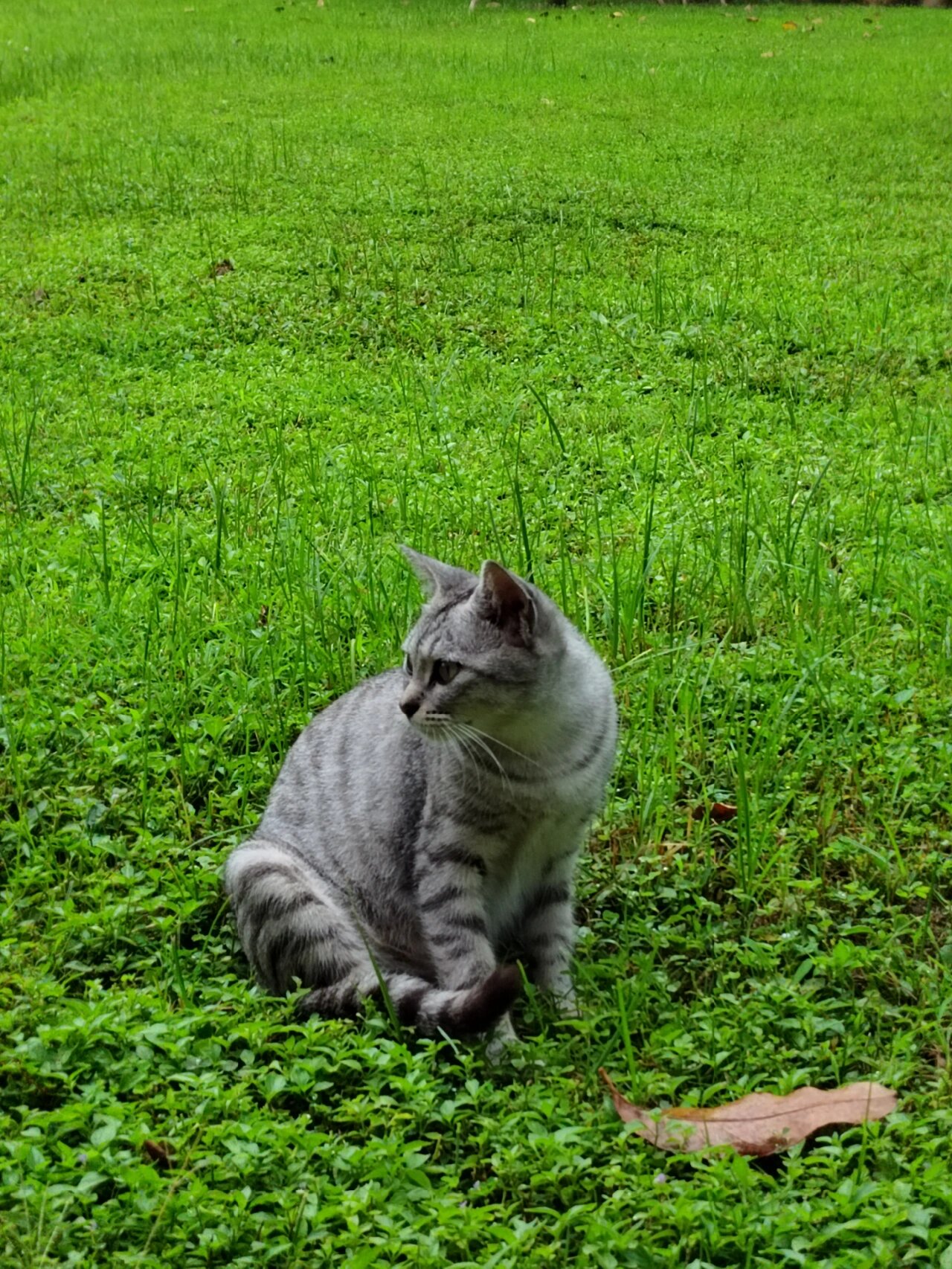 是银色的狸花猫猫吗 这是一只新猫猫噢!