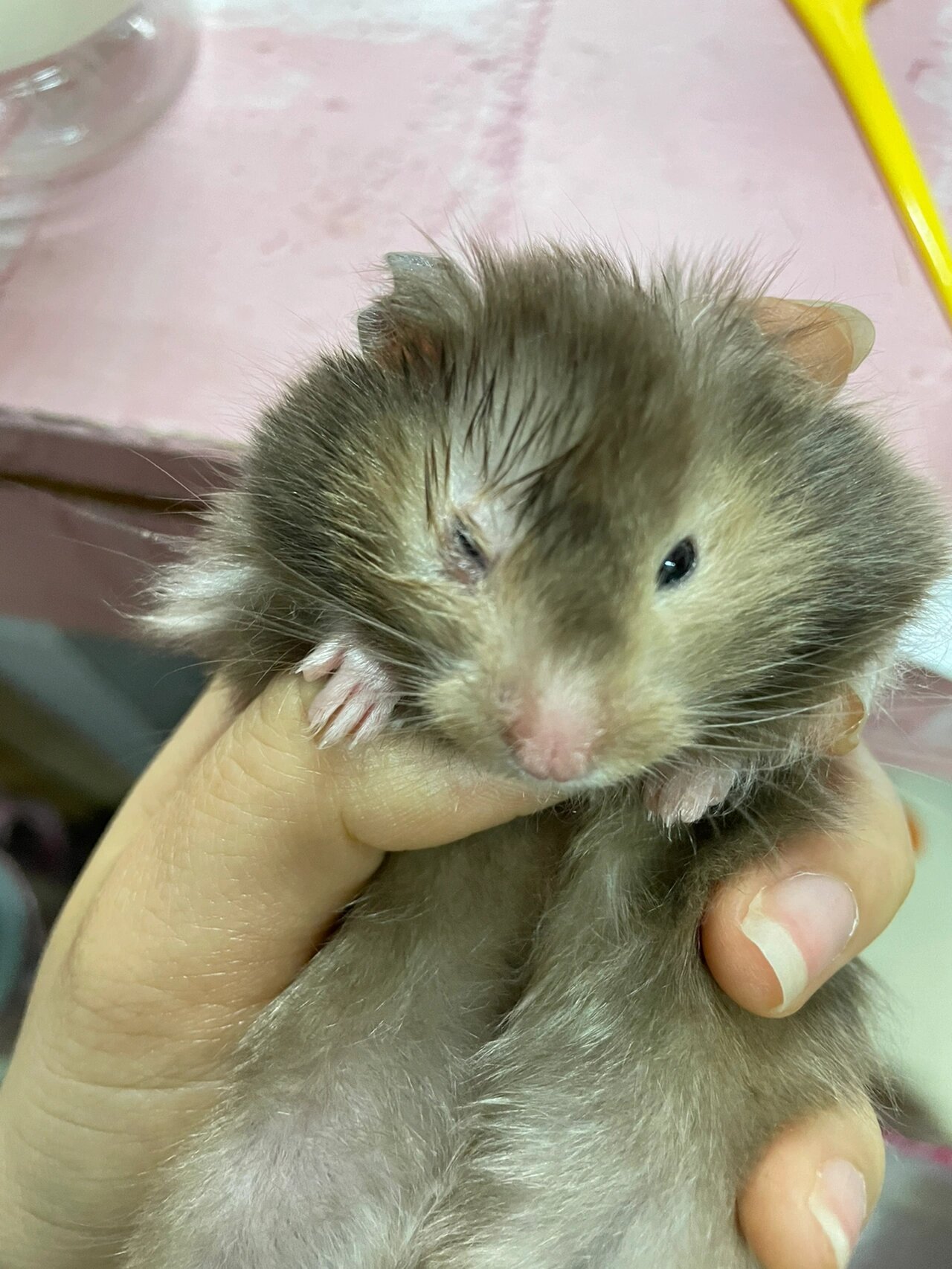 仓鼠的眼睛发炎了怎么办!