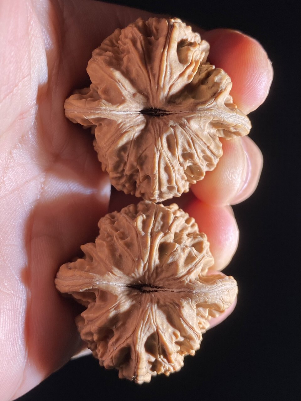 不走酱的房山霞云岭狮子头7515 筋粗,秋后下树自然离皮,尺寸涨手