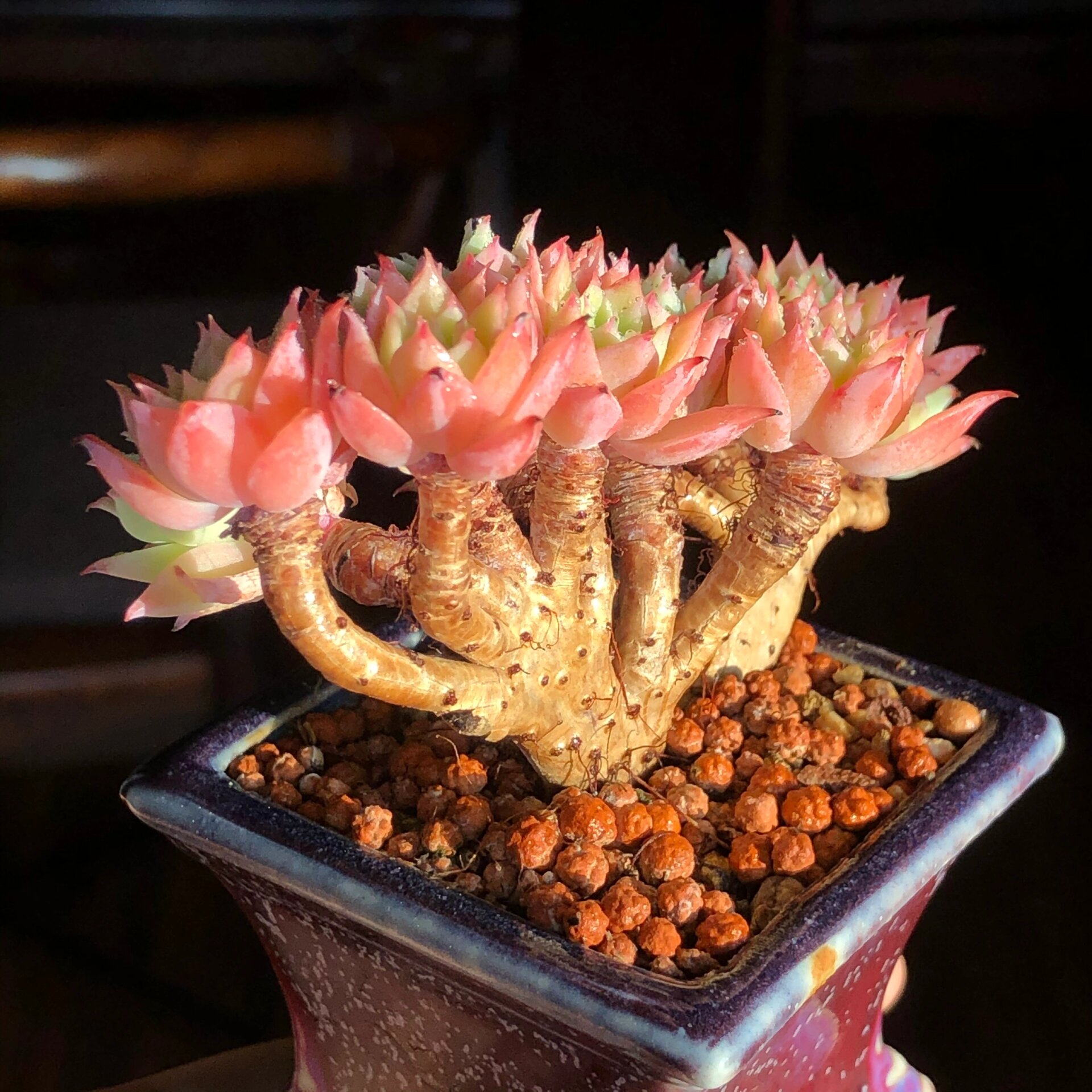 多肉三色堇的养护