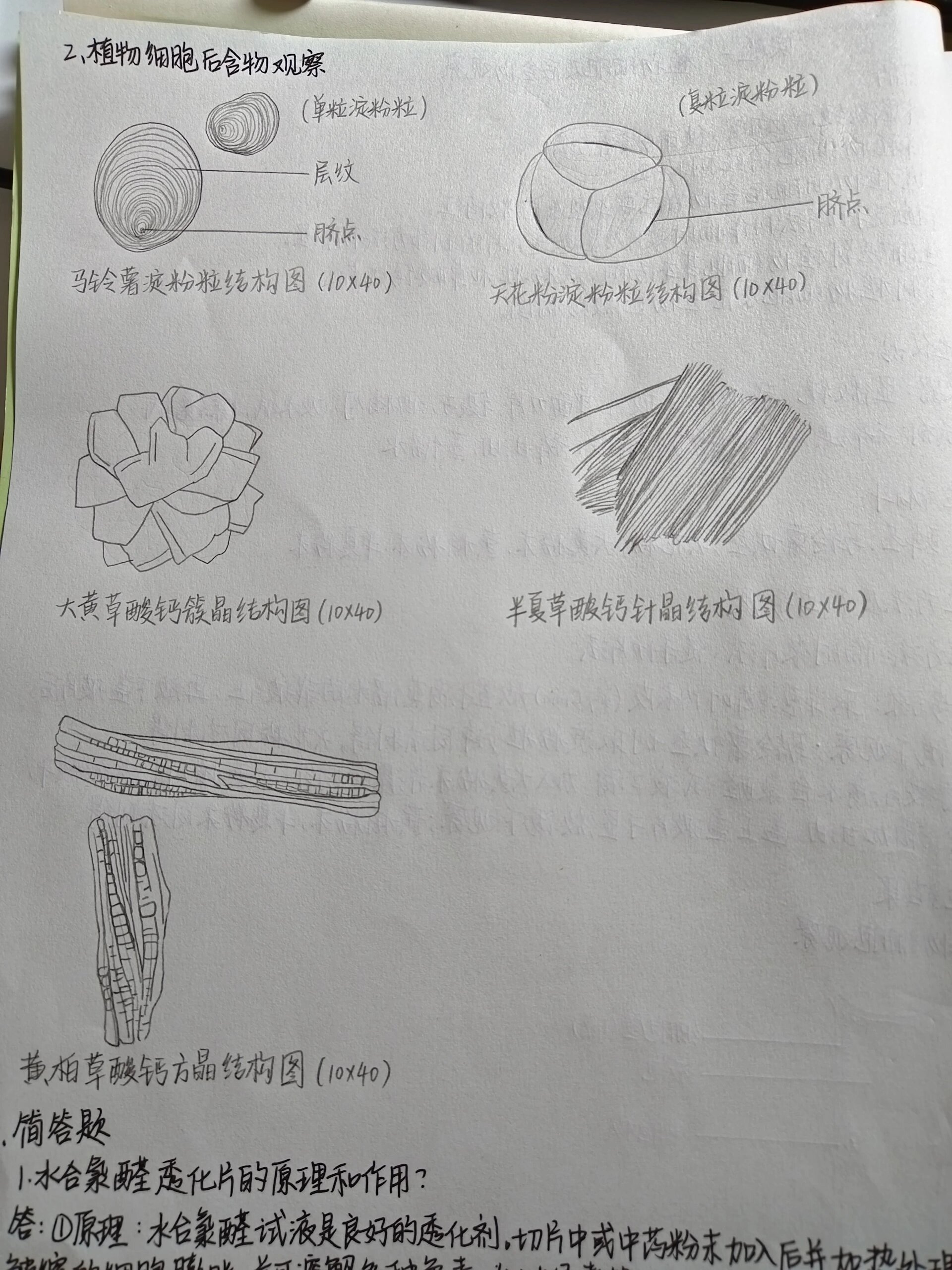 半夏淀粉粒结构图图片