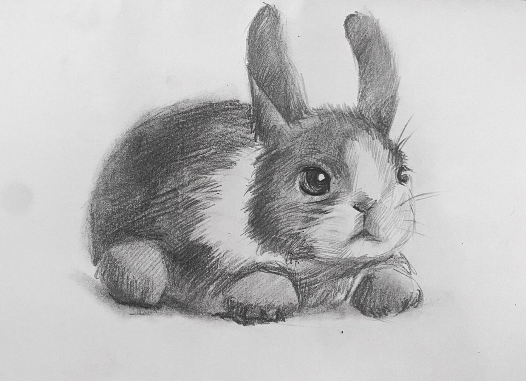 素描小兔子的简单画图片
