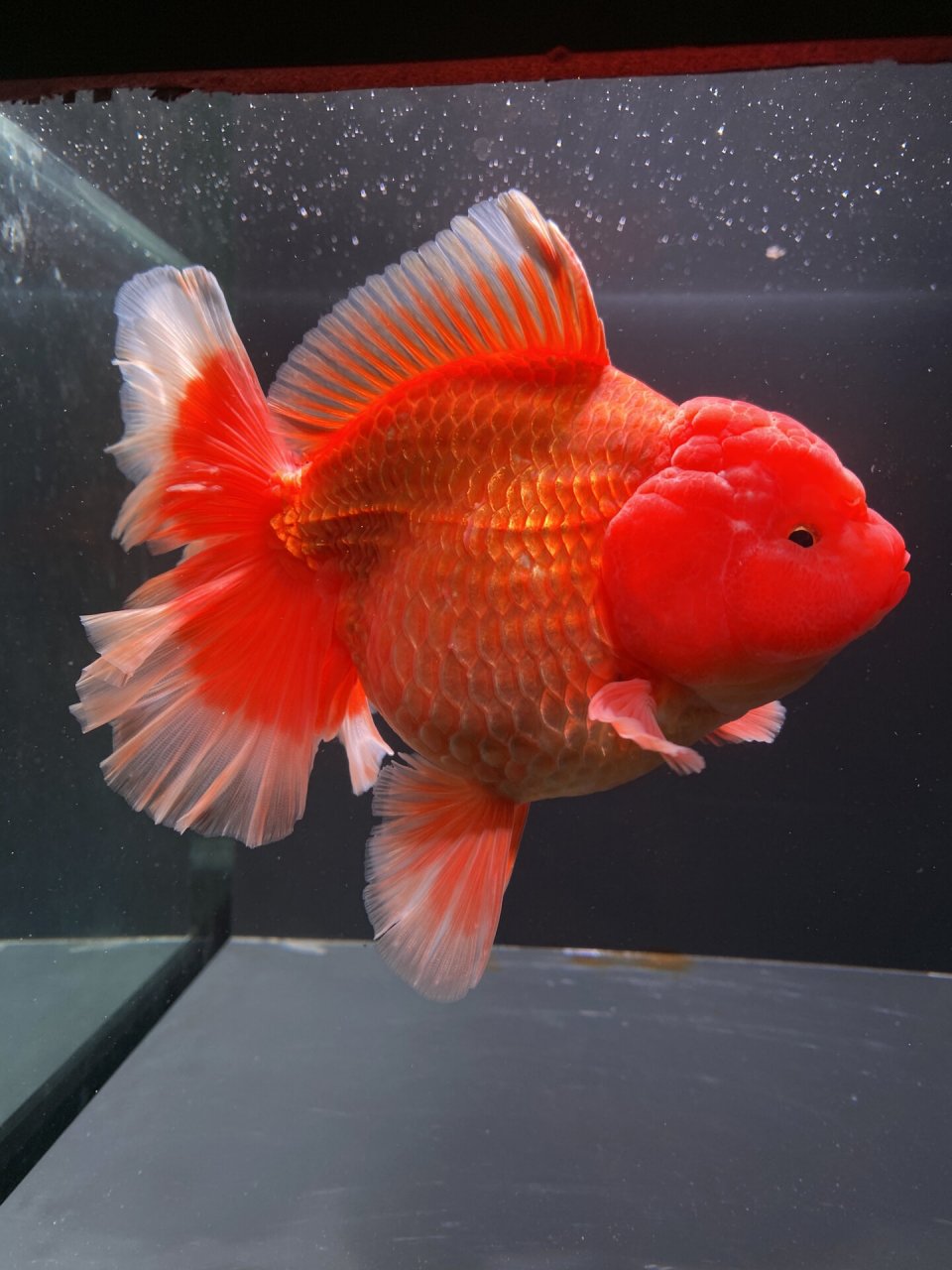 15cm爆瘤红泰狮金鱼,未发尾 #泰狮金鱼# #百褶泰狮# # 