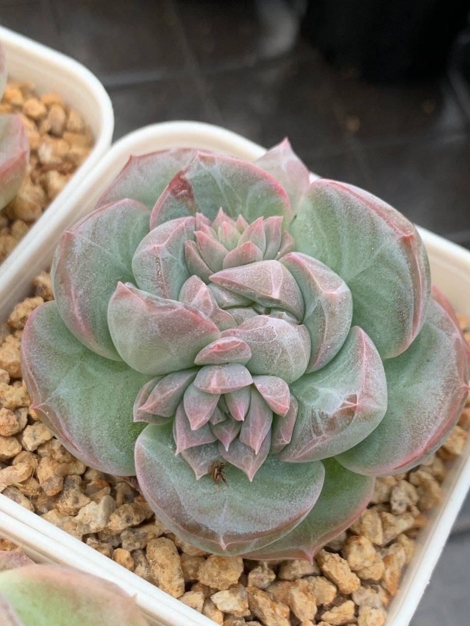 暗纹颜色会有点脏,药效持续一年以上 会让多肉变肥圆,暗纹更明显 我