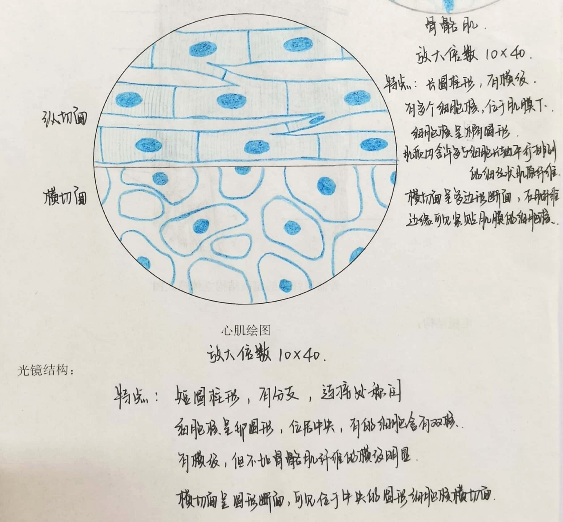 心肌横切面手绘图片