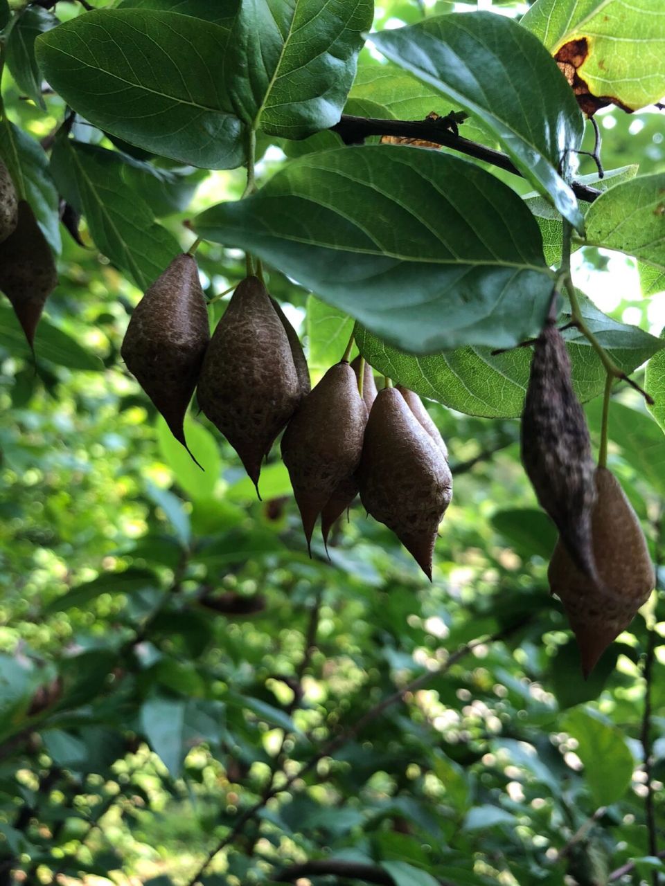 难得一见的秤锤树 秤锤树果实形状特别像过去使用的秤砣,因此又被称作