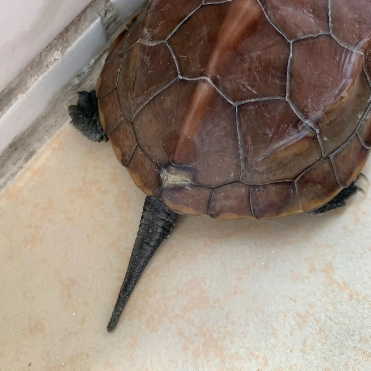 弟弟的小乌龟,背壳出现了一处白色,然后左前肢的关节处也有白色,想问