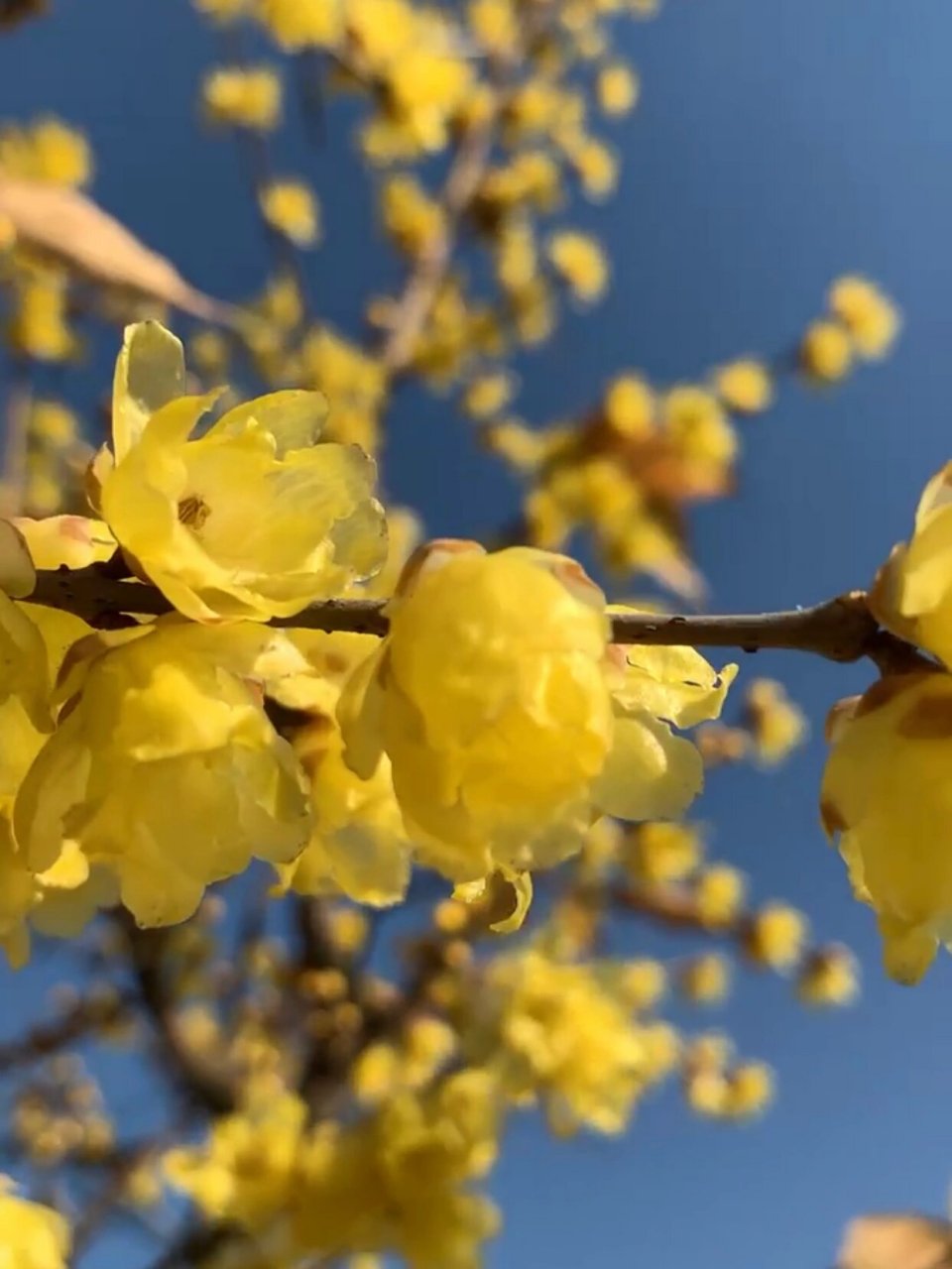 图片中的为素心腊梅,花瓣翻卷.