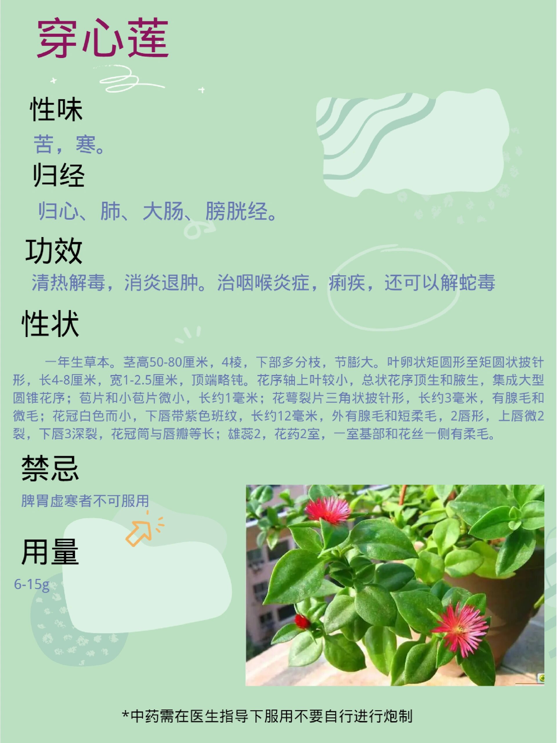 每天认识一味药🌿穿心莲 🌿概述 爵床科穿心莲属植物穿心莲的干燥