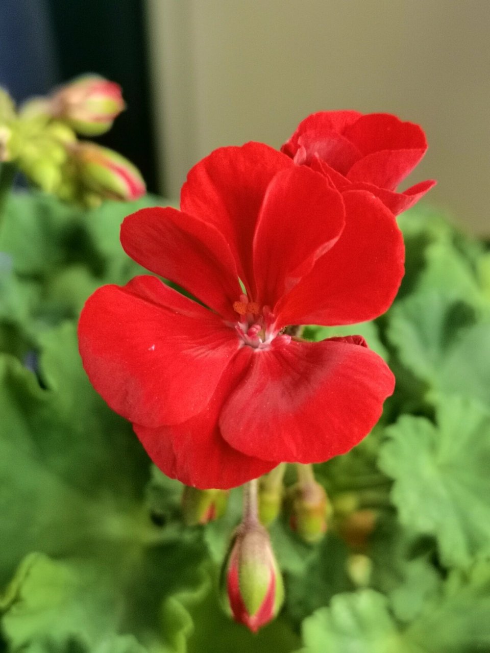 求问红色天竺葵品种?