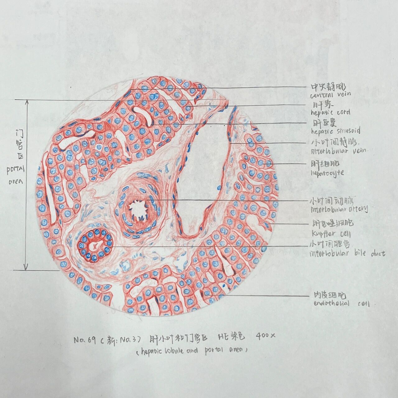 肝小叶组胚图图片