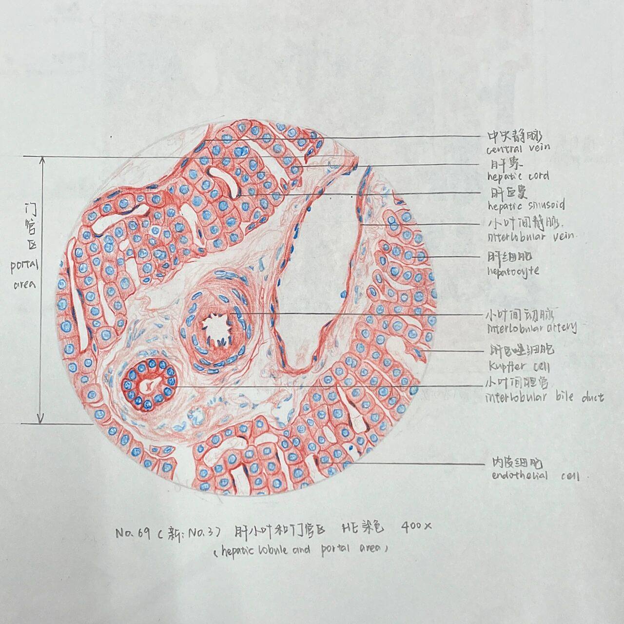 组胚绘图10-肝(人) 肝小叶和门管区 dbq门管区画得有点太大导致中央