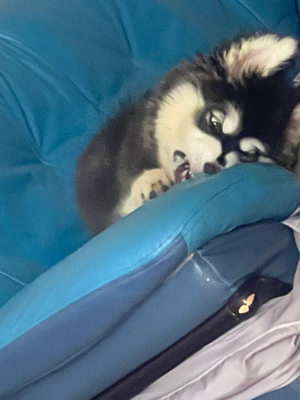 猫瘟会传染给狗吗 买了俩只猫是星期猫 猫瘟会传染给狗吗