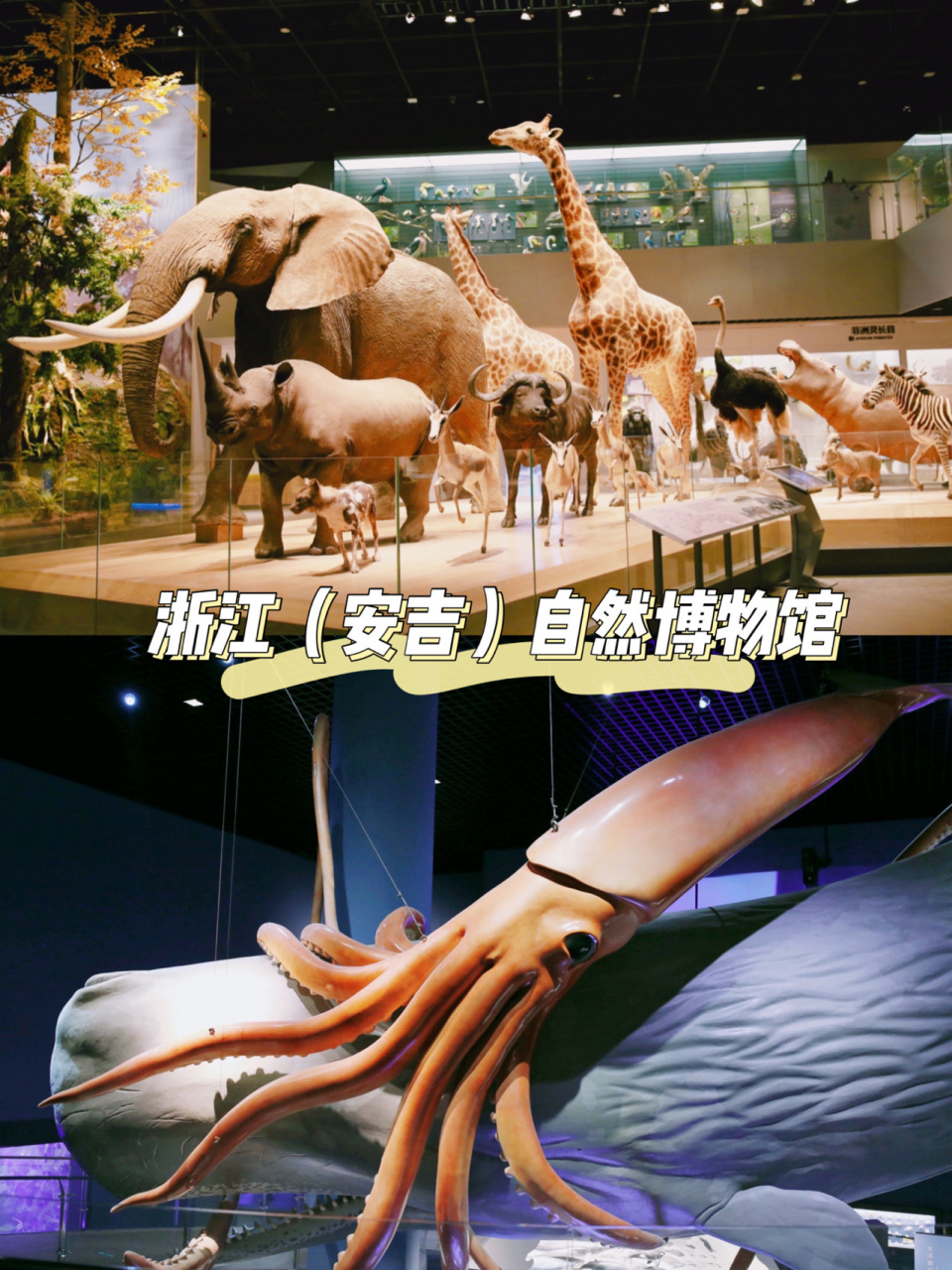 江浙沪亲子游|0元打卡浙江安吉自然博物馆 在带娃去安吉云上草原滑雪